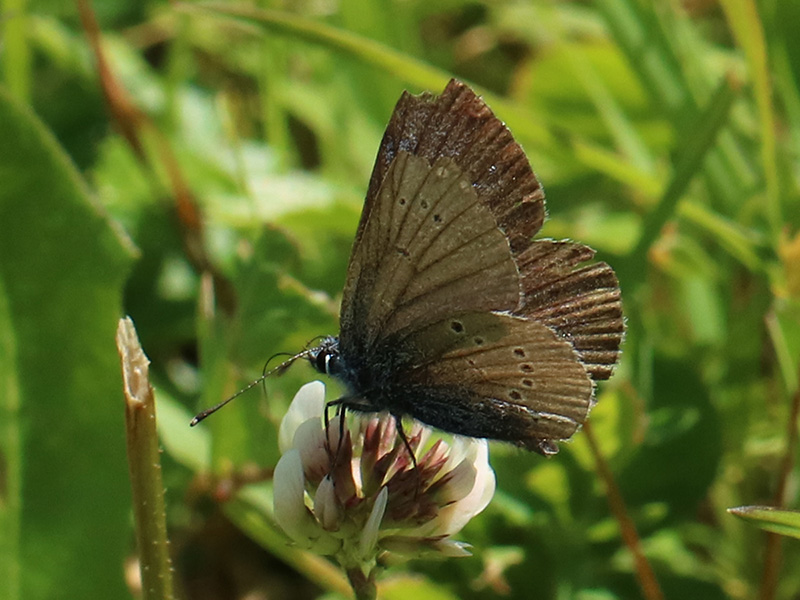 Lycaena hippothoe eurydame? No, Cyaniris semiargus - Lycaenidae